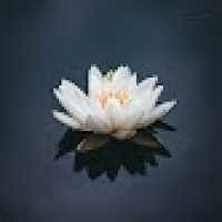 pali.lotus108