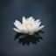 pali.lotus108